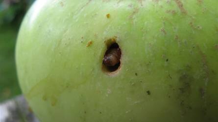 Kihívást jelent az almamoly és a vértetű fertőzése az almásokban