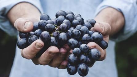 Megnyílnak a pályázatok a szőlőtermesztők és borászatok számára