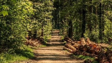 Erdőgazdálkodás, erdőhasznosítás hogyan adózunk utána?