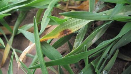 Veszély leselkedik az elvetendő gabonafélékre - jelentős fertőzések az árvakeléseken