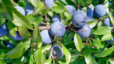 Őszi terméshatározó III. rész – tapadó vadszőlő, kökény, közönséges boróka