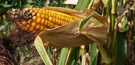 A kukoricakereslet bizonytalanságára figyelmeztetett a Corteva