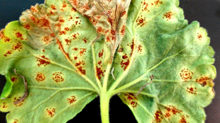 Milyen betegséget jeleznek a rozsdabarna foltok a muskátli levelein?