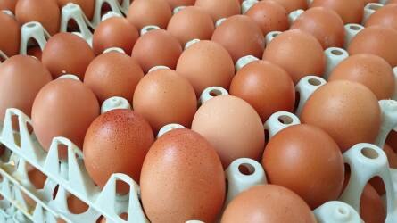 Kockázatos és drága lenne az átállás ketrecesről mélyalmos tojástermelésre