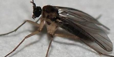 Mik lehetnek az apró, muslicaszerű rovarok a szobanövényeken?