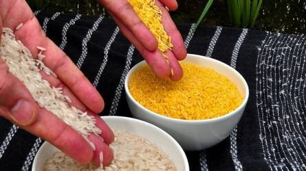 Génmódosított rizst termeszthetnek a Fülöp-szigeteken