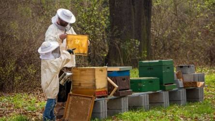 Korábban és többet kapnak a méhészek