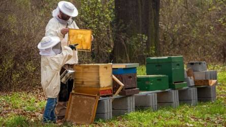 Ezer forintra emelkedett a méhcsaládok beporzási támogatása