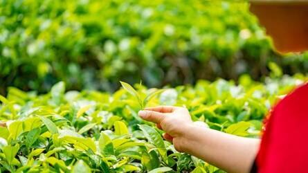 Kamélia Akadémia – A teanövény termesztése Magyarországon