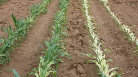 Megoldás a herbicid fitotoxicitással szemben