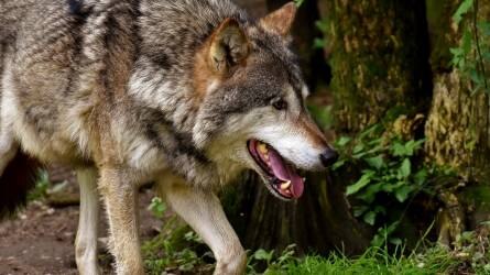 Farkasok támadtak kutyára Füzérnél