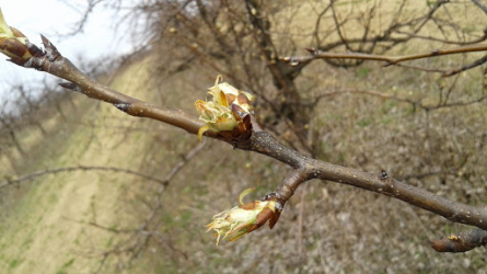 Itt a tavasz! - Fel kell gyorsítani az aktuális tennivalók elvégzését a kertben