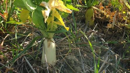 No-till - A gépi talajművelést elhagyó növénytermesztés segítői: a takarónövények