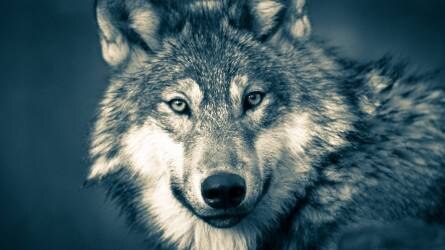 Füzér: meg kell tanulni együtt élni a farkasokkal
