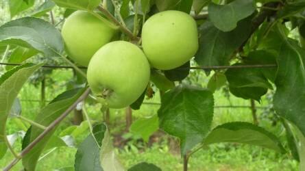Az almafák nyári metszése