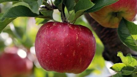 Az almamoly elleni védekezés biológiai módszerrel