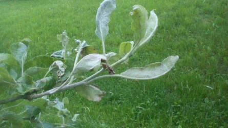 Kertészeti növényvédelmi előrejelzés: erős a levéltetű-invázió, rajzik az almamoly