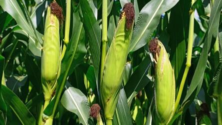 Hol a legjövedelmezőbb Magyarországon kukoricát termeszteni?