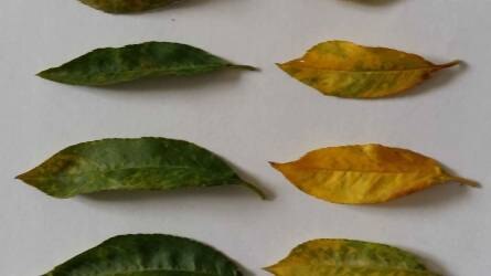 Mi okozza az őszibarack leveleinek sárgulását?