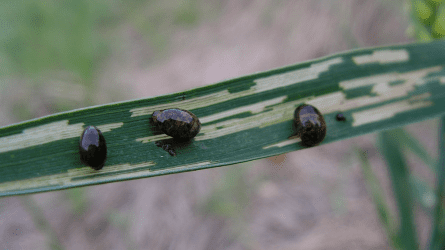 Mindenütt károsítanak a vetésfehérítő bogarak lárvái
