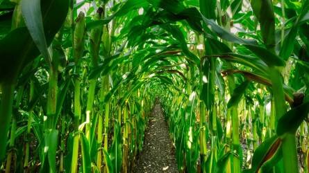 Így maximalizáljuk a kukorica hozamát: megfelelő lombtrágyázás + növényvédelem