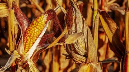 Nehéz év vár az amerikai kukoricatermesztőkre