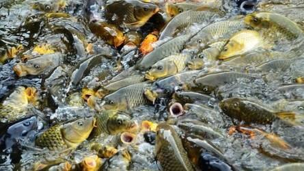Nagyon súlyos helyzetben van a hazai halágazat