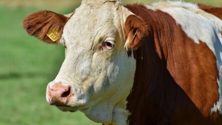 Fontos információk a tejelő szarvasmarha, húsmarha- és juhtartók számára