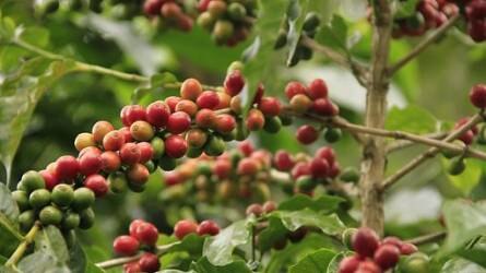 Kávétermesztés: nincs elég munkaerő a betakarításhoz