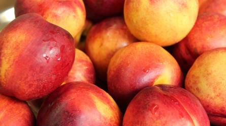 Mi okozhat az őszibarack- és a nektarinfák gyümölcsein mézgásodást?