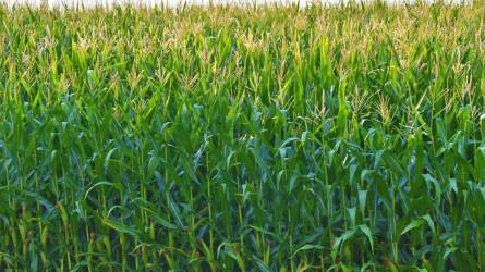 A hibrid kukorica, a csemegekukorica és a cirok termésfokozása levélen keresztül