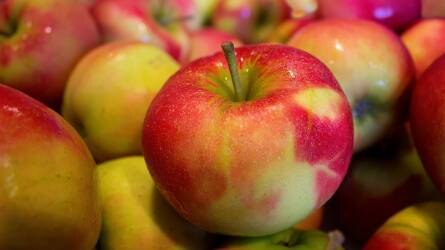 40-50 százalékkal kevesebb alma lesz idén