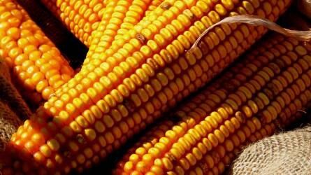 A kedvező időjárás miatt csökkent a kukorica és a szójabab ára