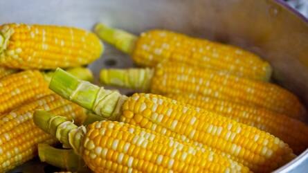 Több mint 8 százalékkal drágult múlt héten a kukorica