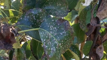 Milyen betegségtől lett foltos a körtefa levele?