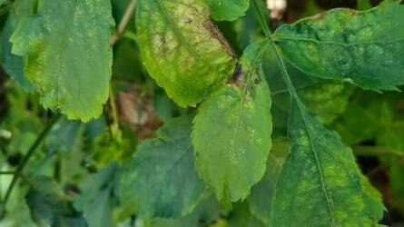 Mi károsítja a bodza levelét?