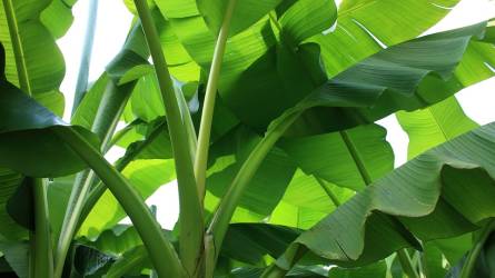 Miként lehet átteleltetni a szabad kertben a banánfát?