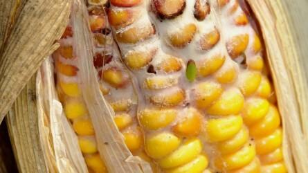Felerősödhet a csőfuzáriózis a kukoricán