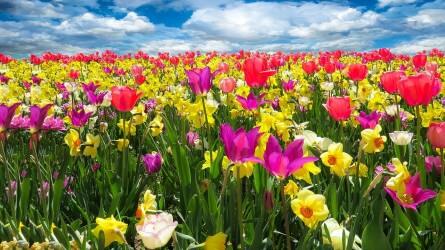 Mikor és hogyan ültessük a tavasszal virágzó hagymás növényeket?