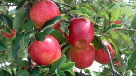 Mikor és hogyan érdemes szüretelni a téli almát?