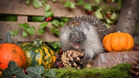 Halloween éjszakája a Budakeszi Vadasparkban