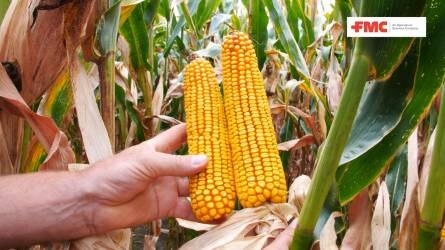 Ekkora kárt tud okozni a kukoricamoly első nemzedéke