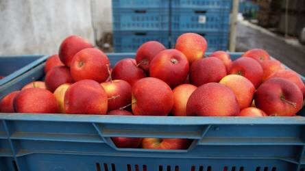 Hogyan tároljuk az almát házi körülmények között?