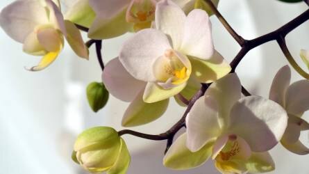 Mitől foltosodik az orchidea levele?