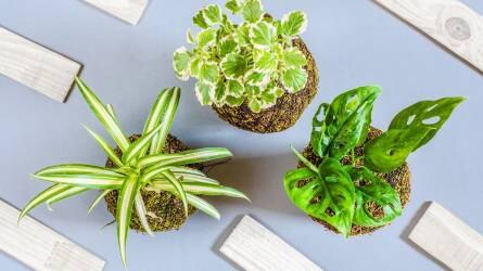 Milyen növényvédő szereket lehet használni a lakásban tartott növényeknél?