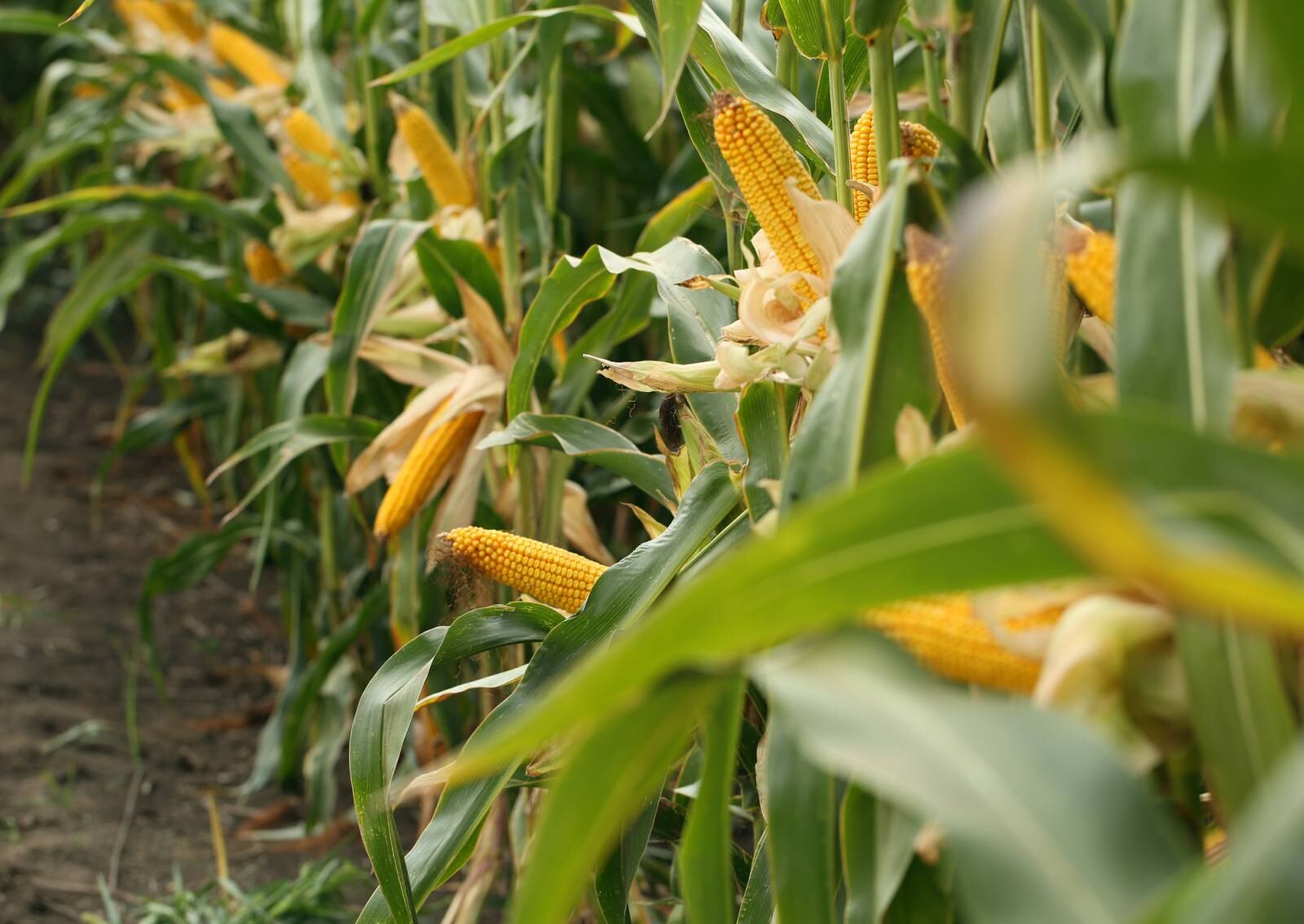 corn-flowers-two