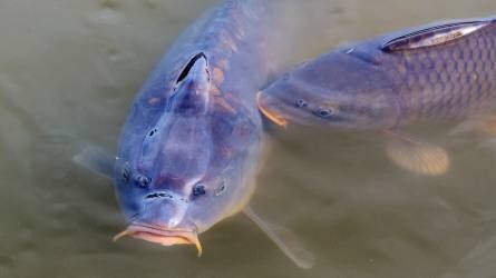 Csökkenthető a hazai halgazdálkodás természetes vizekre gyakorolt hatása
