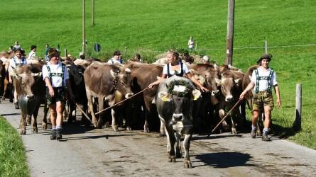 A tejtermelők magas árat fizetnek a koronaválság miatt