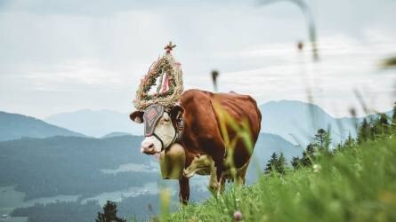 Sokat pereskednek az osztrákok a tehenek miatt