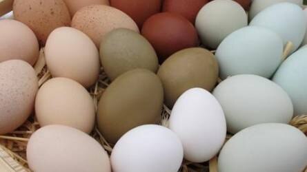 Omega-3 tojást tojnak a tyúkok
